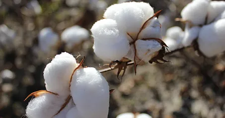 tc polyester cotton